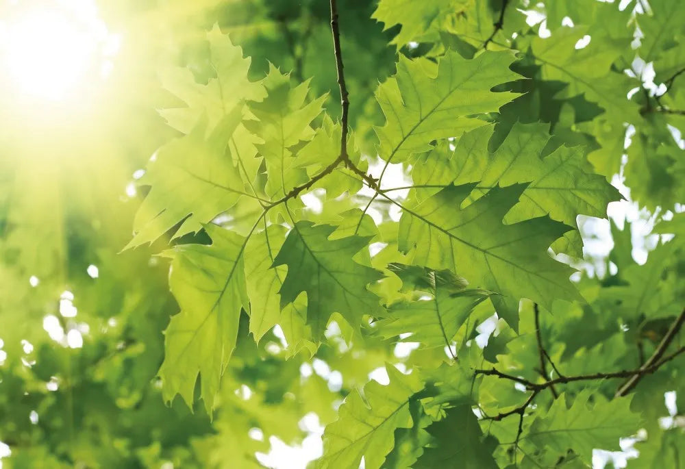 Green foliage