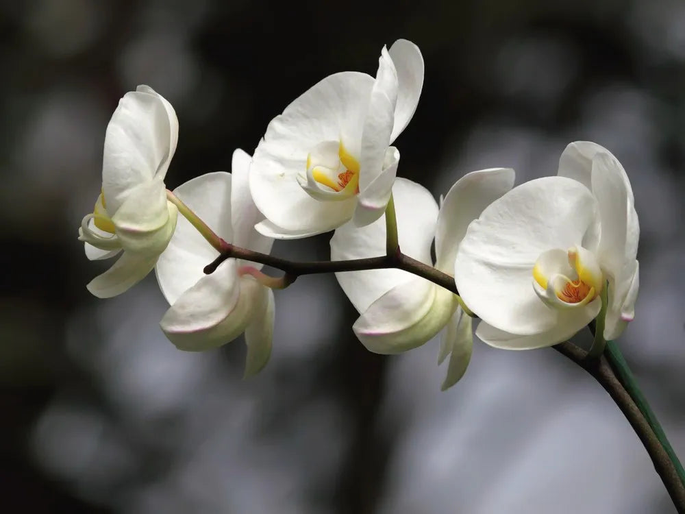White Orchid