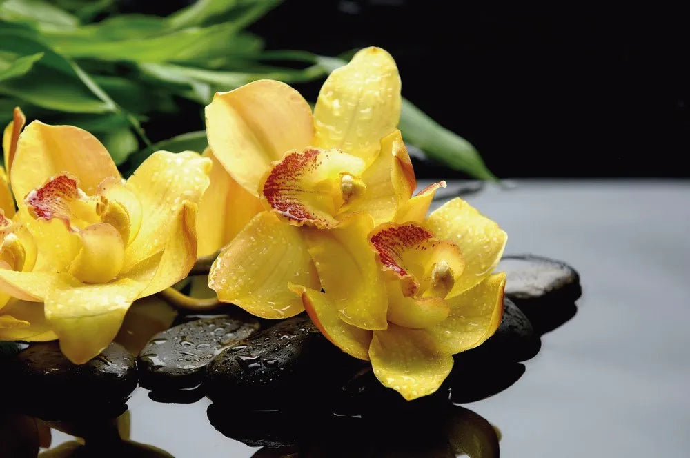 Yellow Orchid on the water