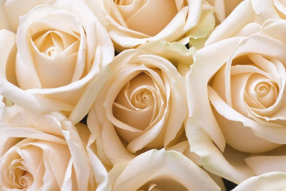 Roses, bouquet