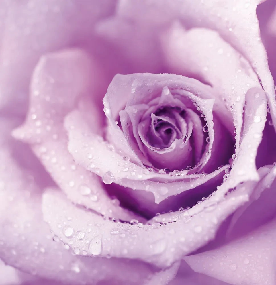 Purple rose