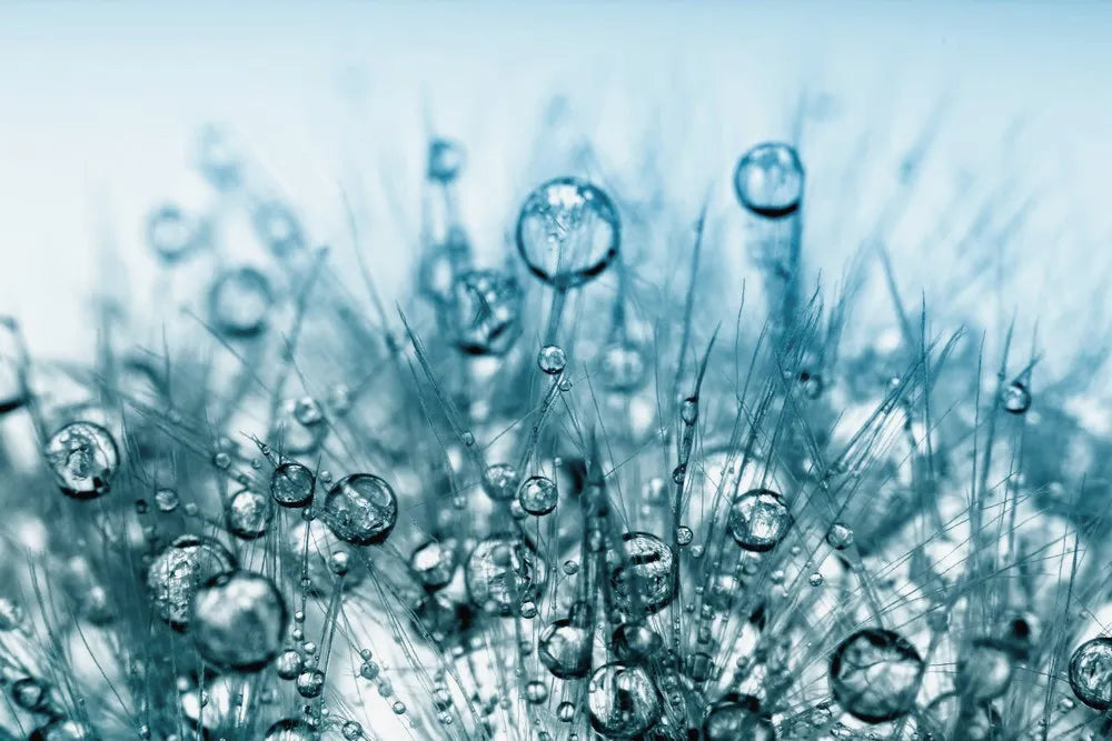 Drops on a dandelion