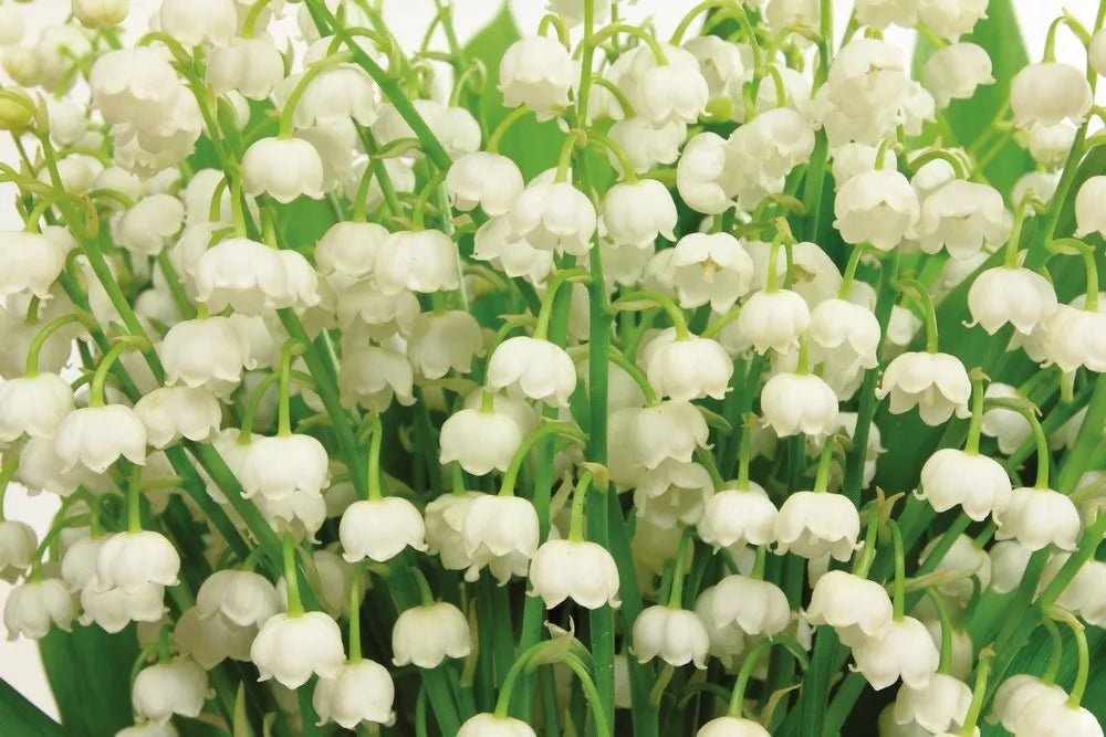 Lily of the valley