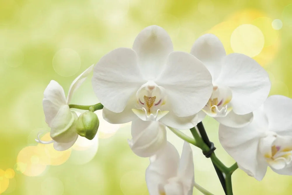 White Orchid