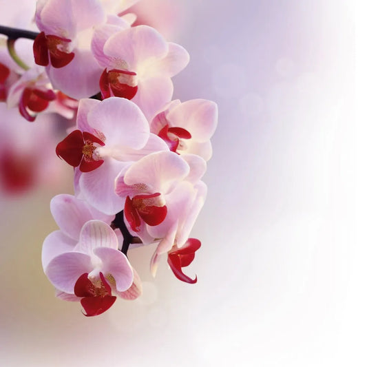 Orchid