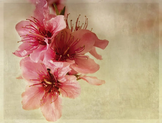 Peach blossom