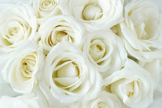 White roses