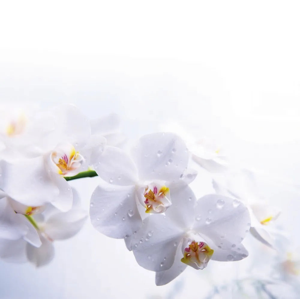 White Orchid