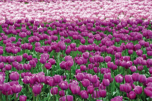 Tulips