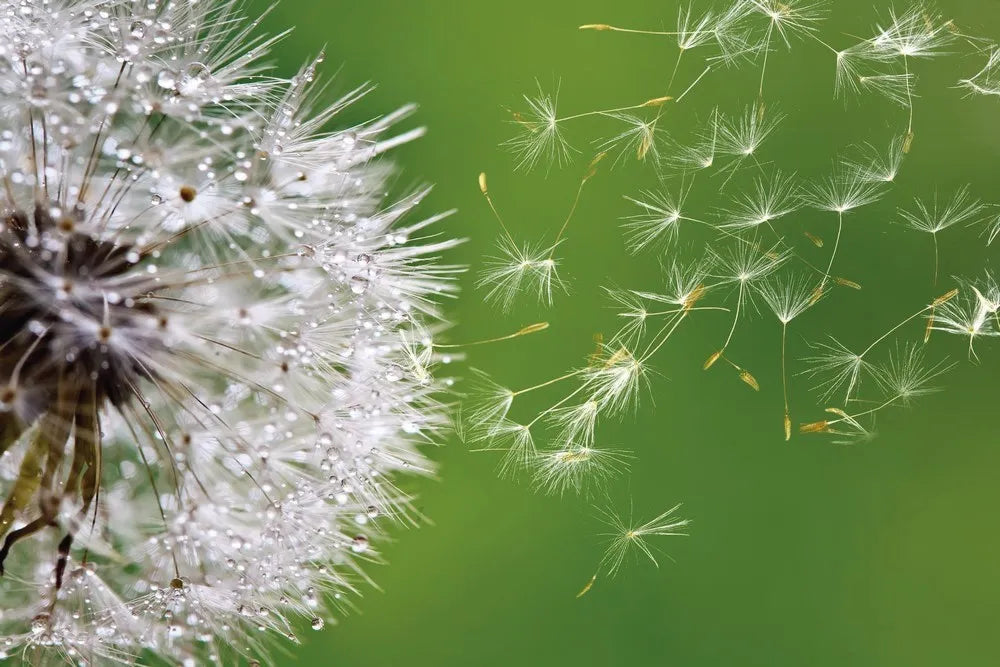 Dandelion