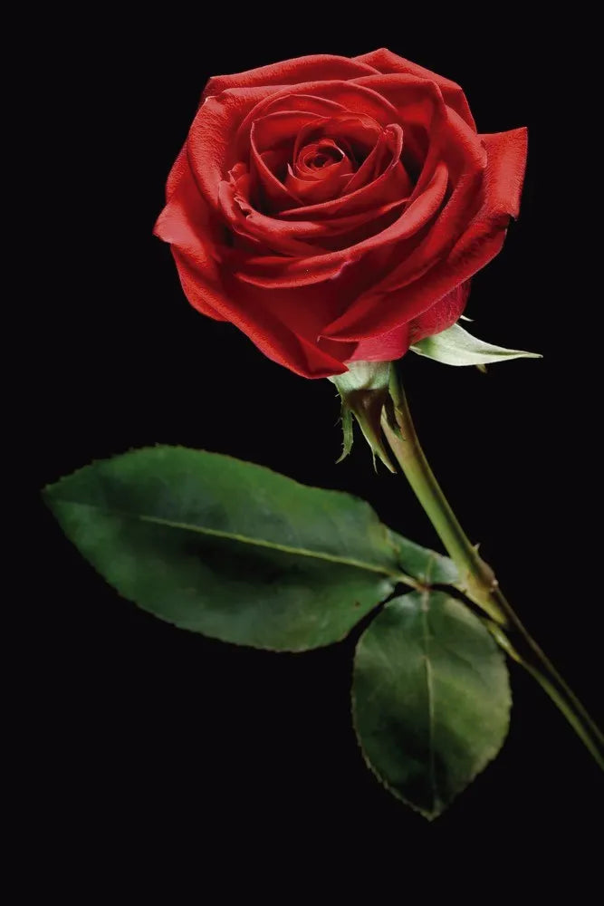 Red rose