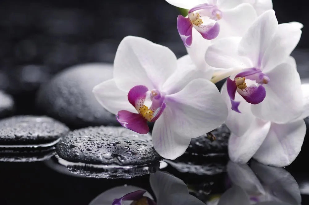 White Orchid