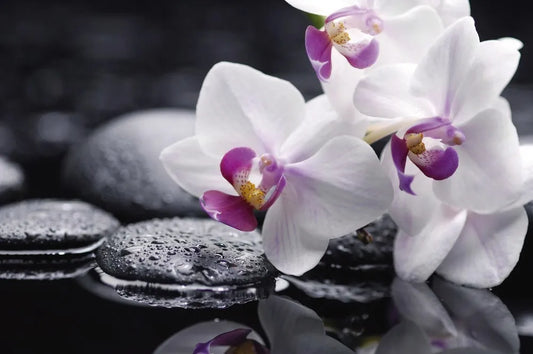 White Orchid