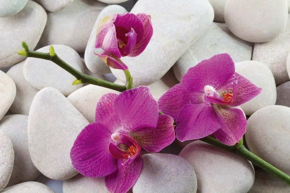 Purple Orchid
