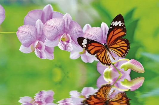 Butterfly and Orchid