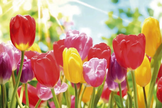 Tulips