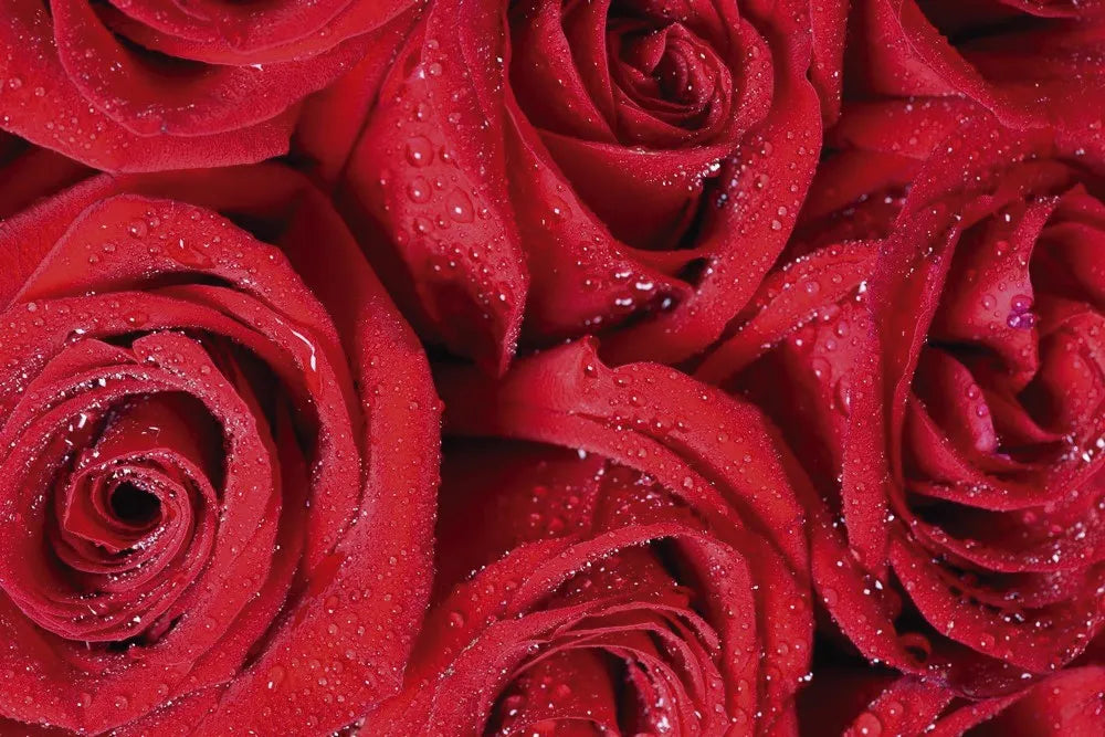 Red roses