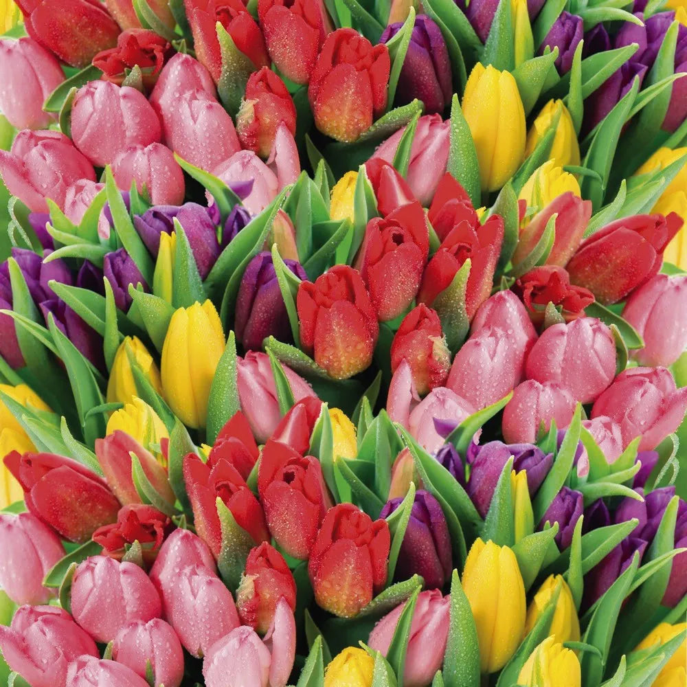Tulips