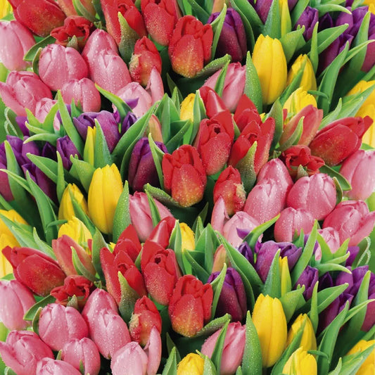 Tulips