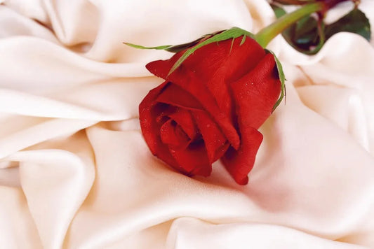 Red rose