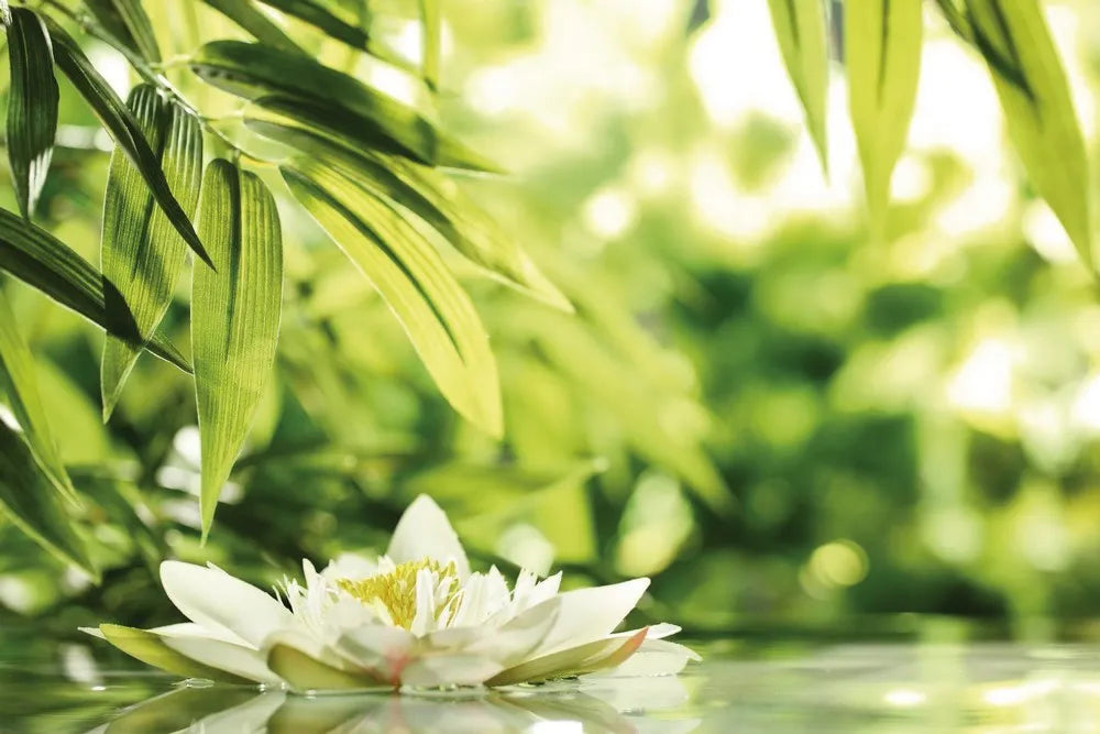 White Lily on the water