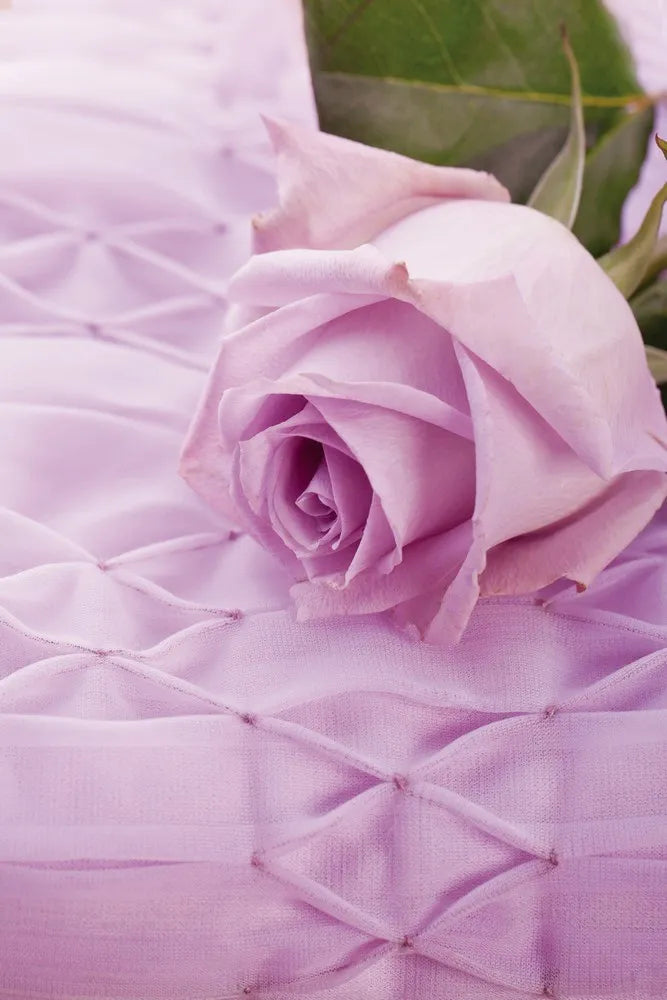 Pink rose
