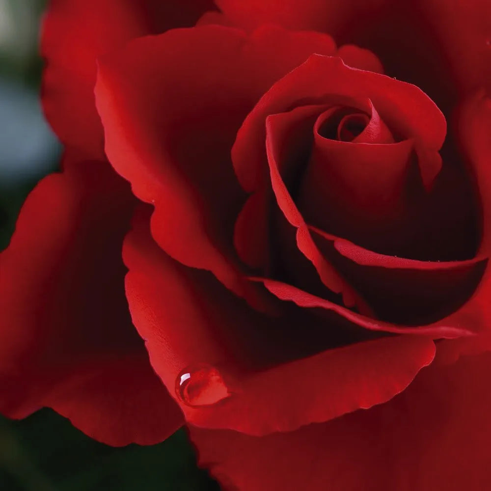 Red rose