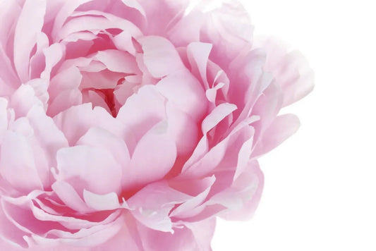 Pink peony