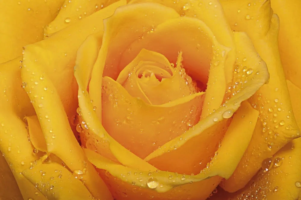 Yellow rose