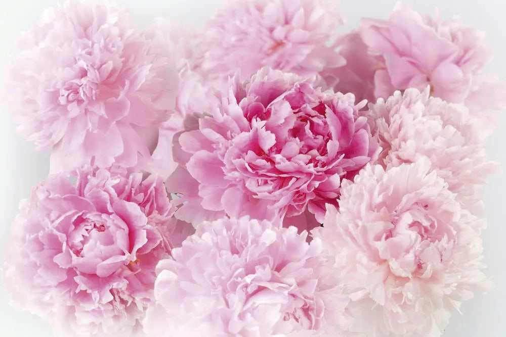 Pink peonies