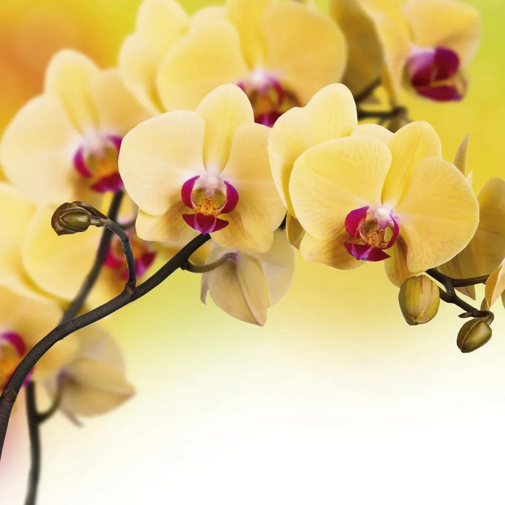 Yellow orchids
