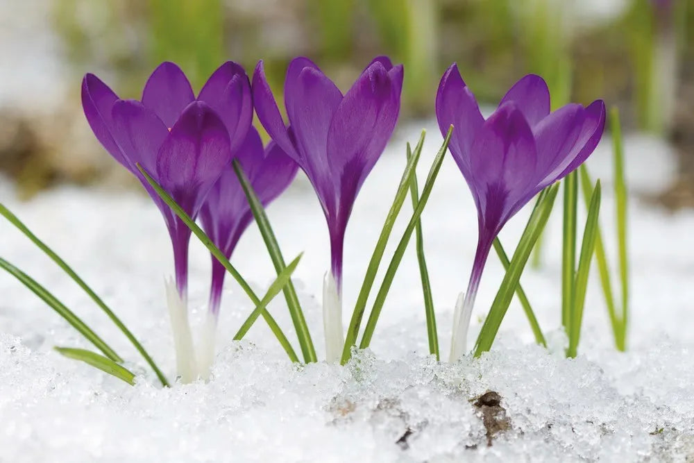 Crocuses