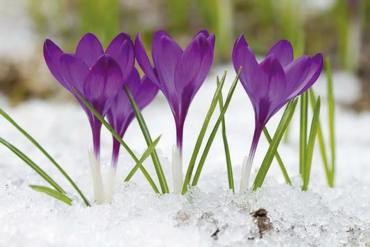 Crocuses
