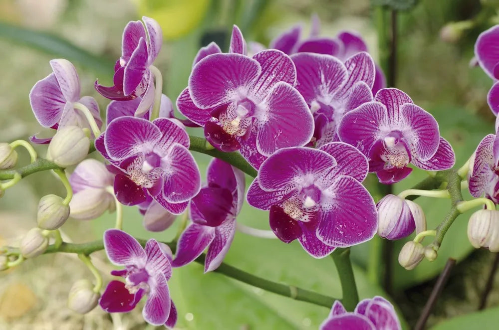Purple Orchid