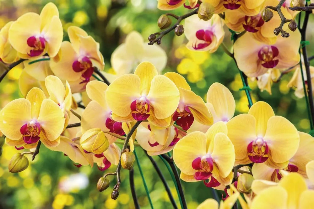 Yellow orchids
