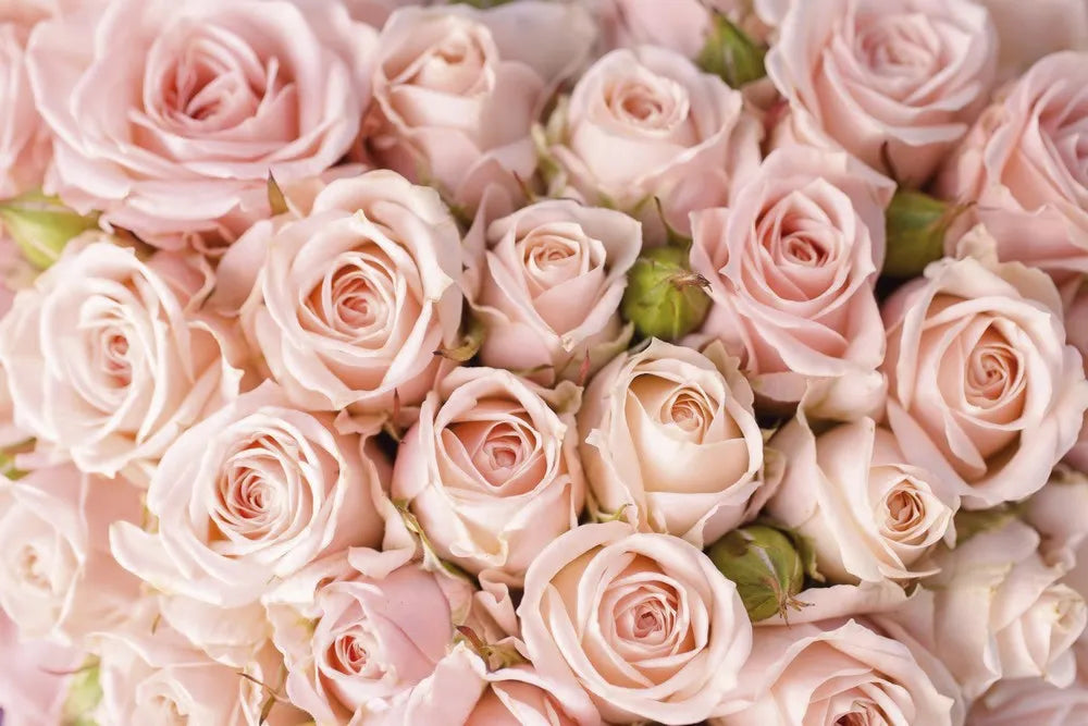 Pink roses