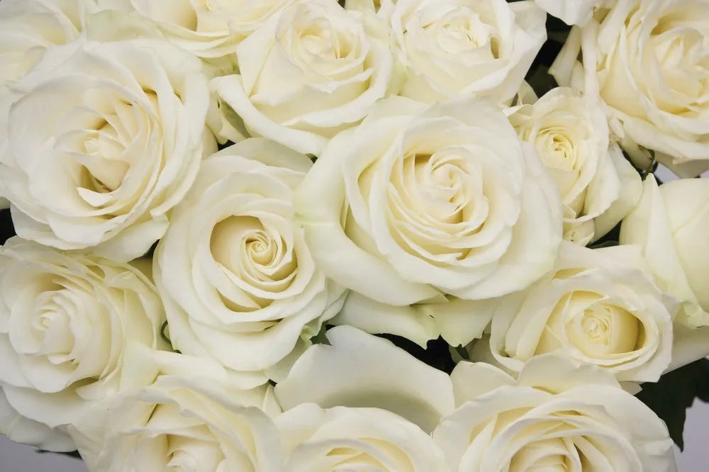 A bouquet of white roses