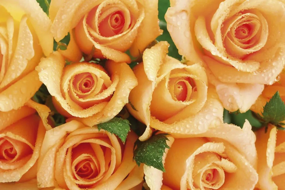 A bouquet of roses