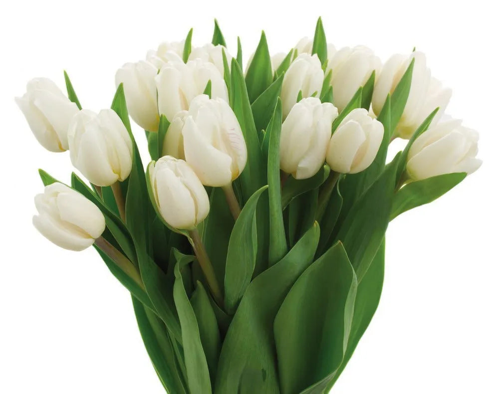 White tulips
