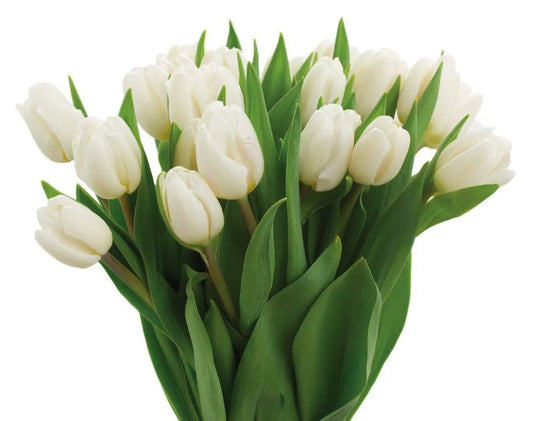 White tulips