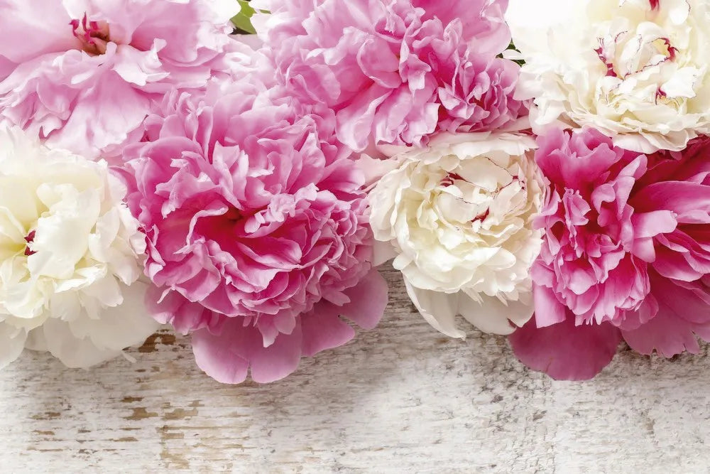 Peonies