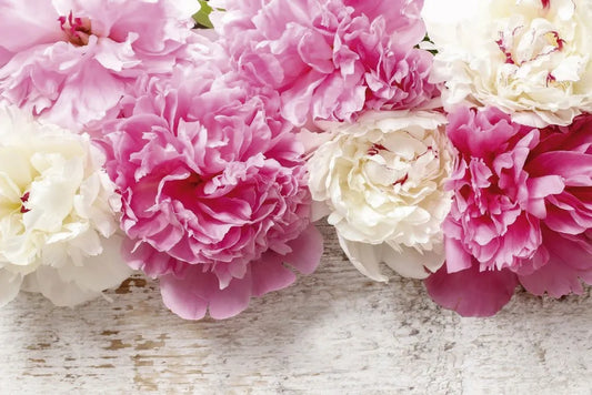 Peonies