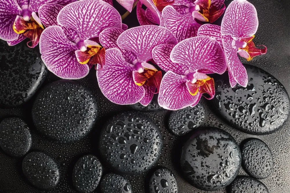 Orchid on the rocks