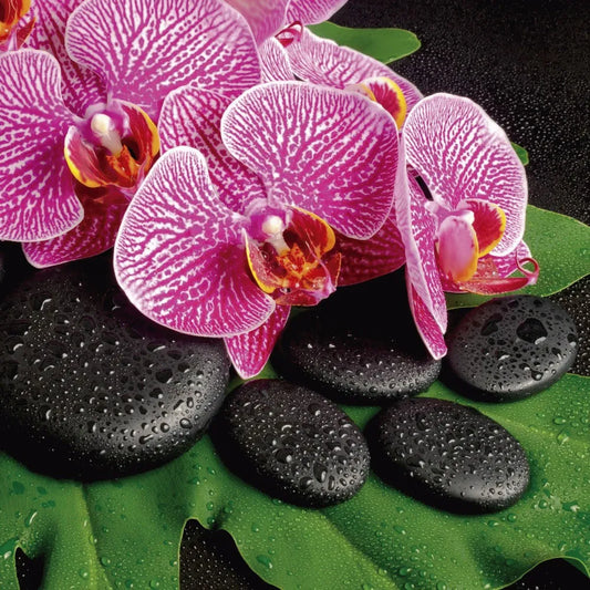 Purple Orchid