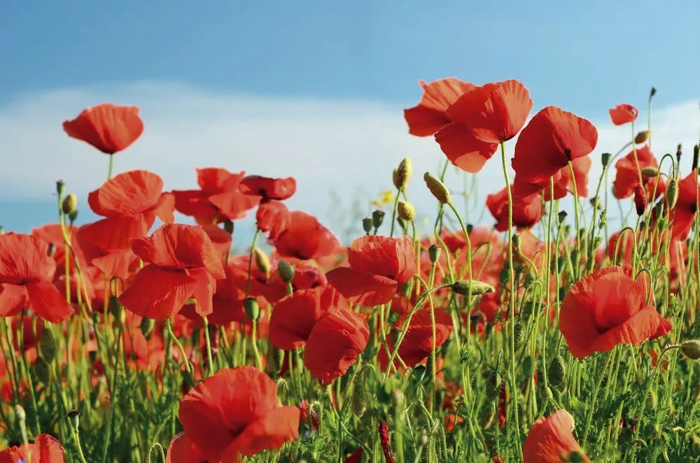 Poppy field