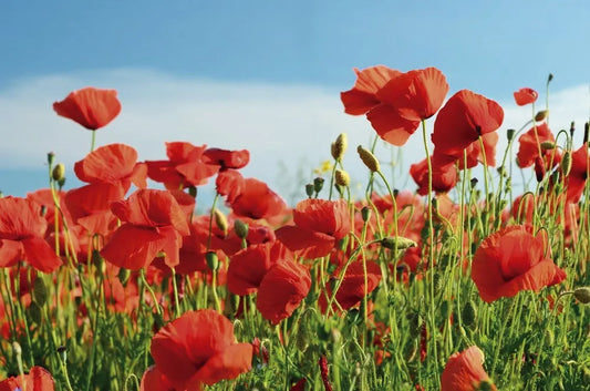 Poppy field