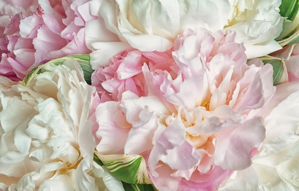 Peonies