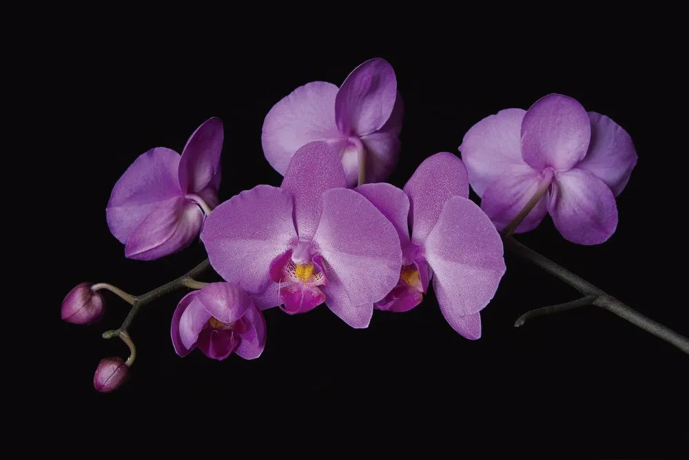 Purple Orchid