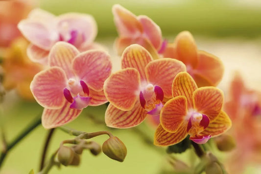Orchid