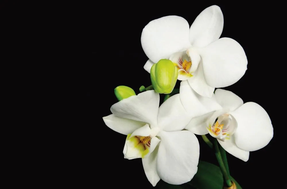 White Orchid
